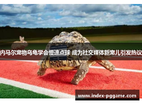 内马尔宠物乌龟学会慢速点球 成为社交媒体新宠儿引发热议